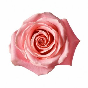 roza jermosa